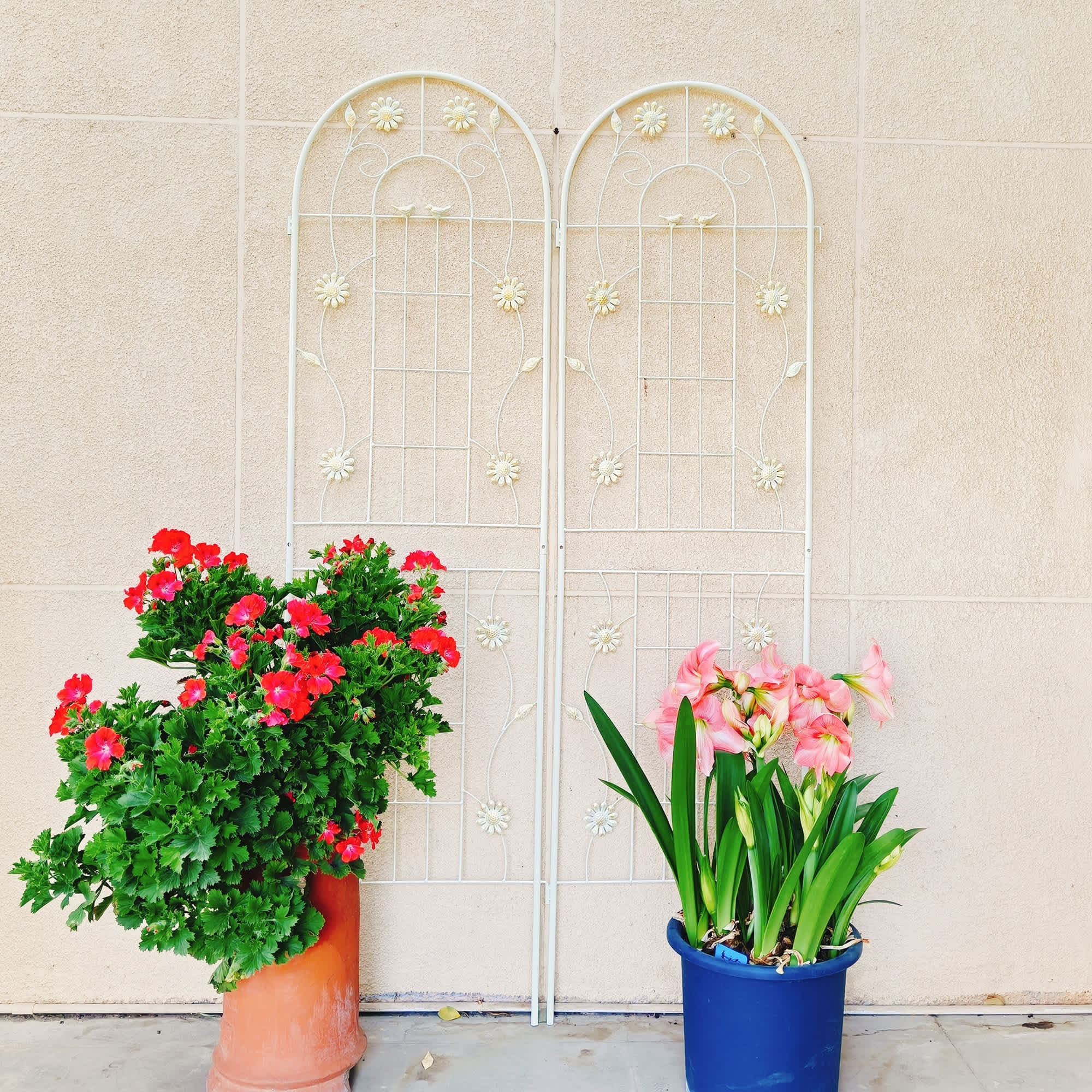 Aoibox 4 Pack Metal Garden Trellis 71 inch High 19.7 inch Wide Rustproof Outdoor Trellis for Climbing Plants Flower Support Cream White - Image 4