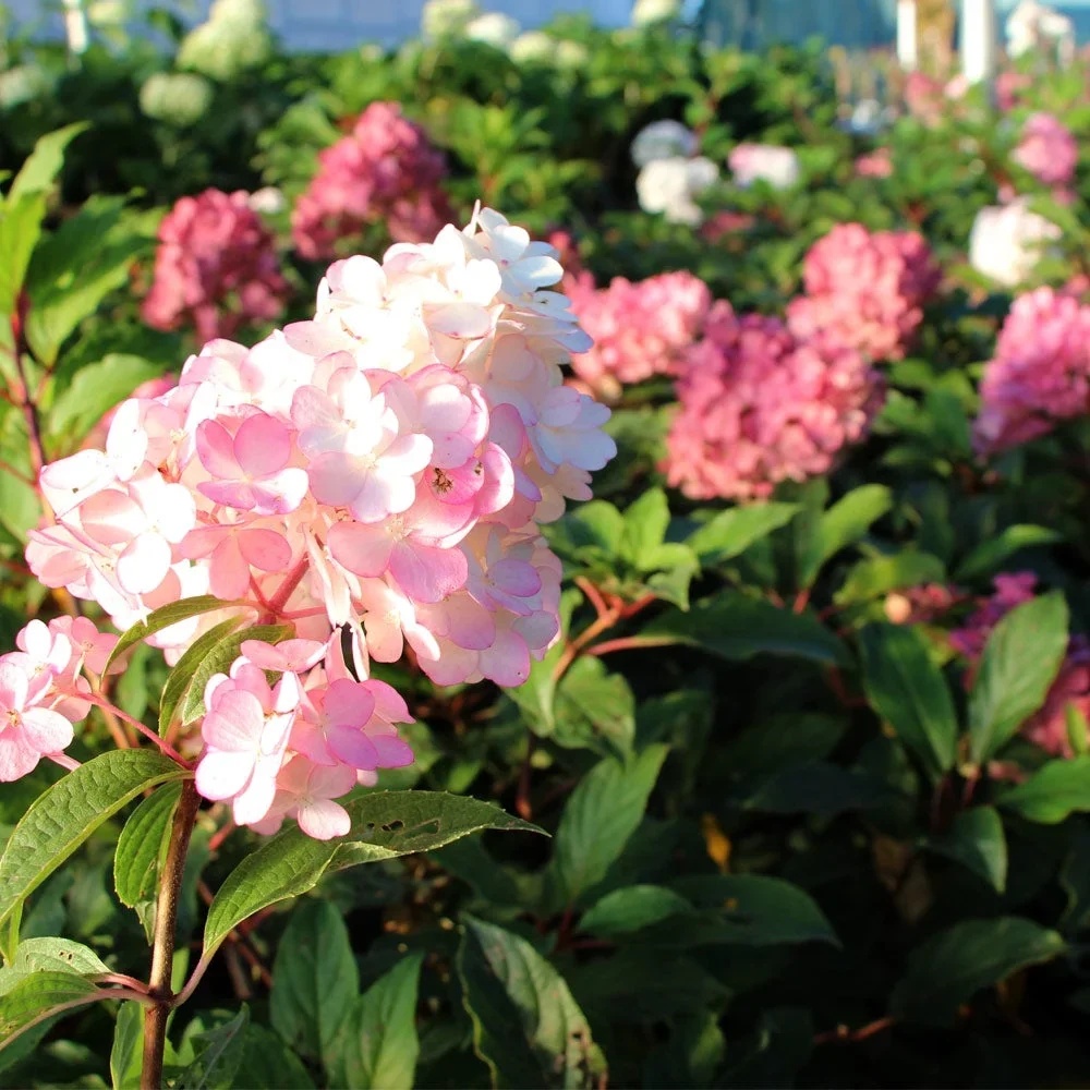 Brighter Blooms - Vanilla Strawberry Hydrangea Tree, 4 - 5 Ft. - No Shipping to AZ - Image 4