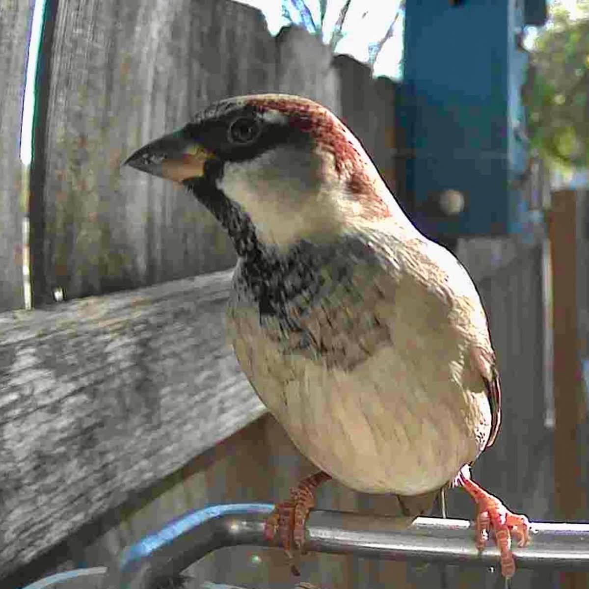 Outdoor Bird Feeder Camera Solar-Powered AI Bird ID - Image 6