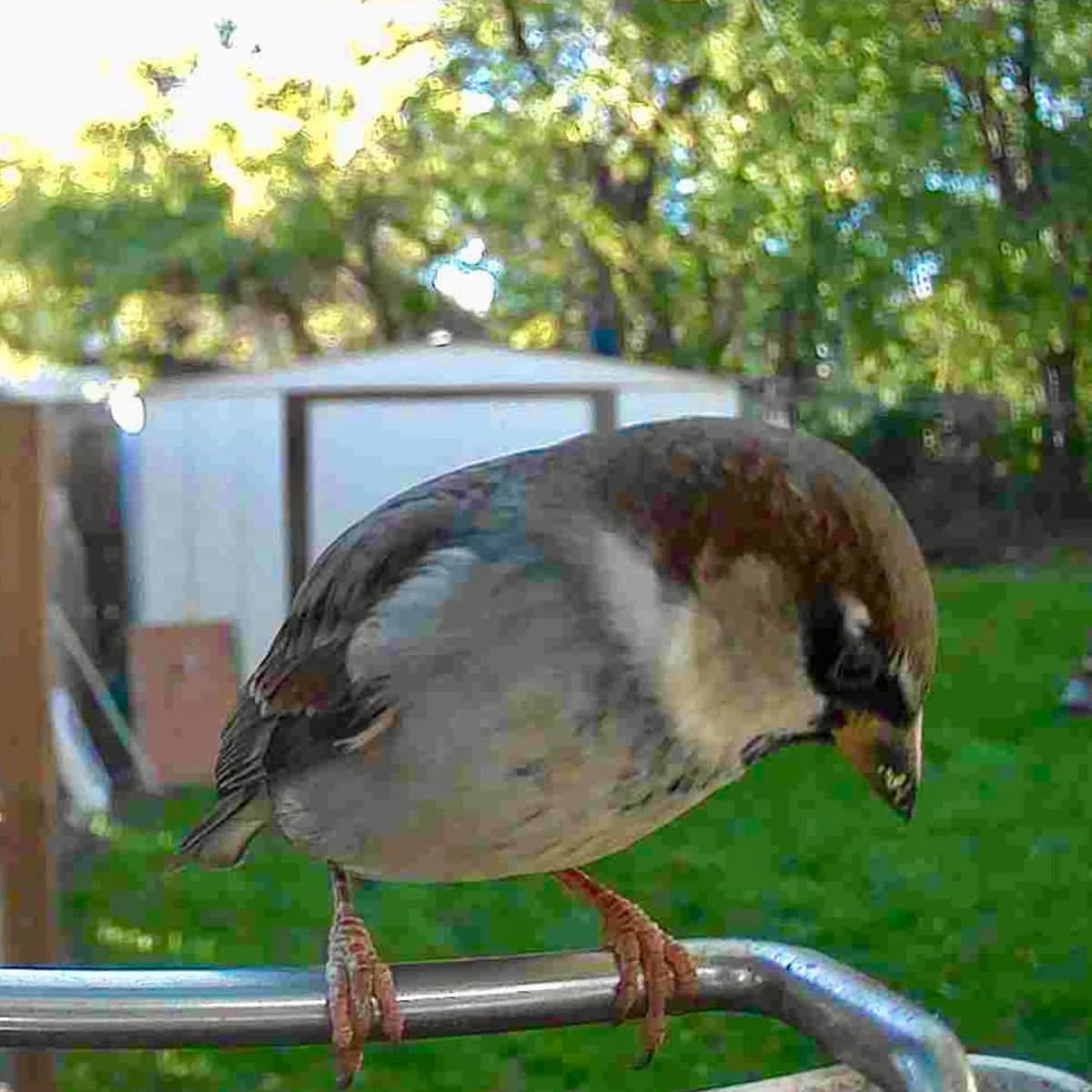 Outdoor Bird Feeder Camera Solar-Powered AI Bird ID - Image 10