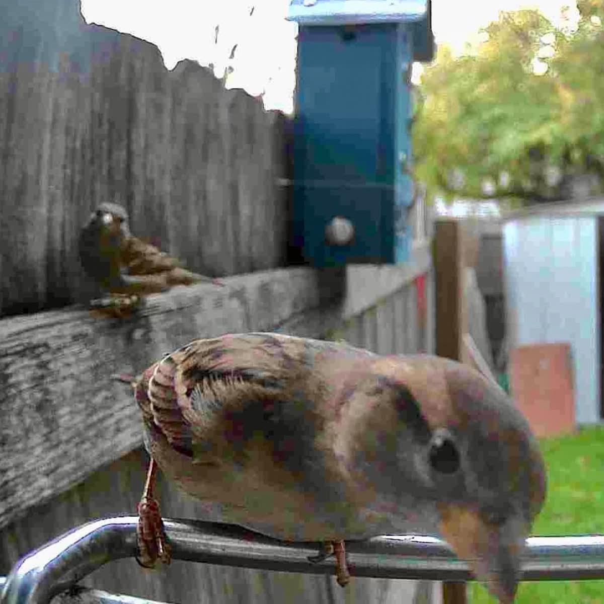 Outdoor Bird Feeder Camera Solar-Powered AI Bird ID - Image 11