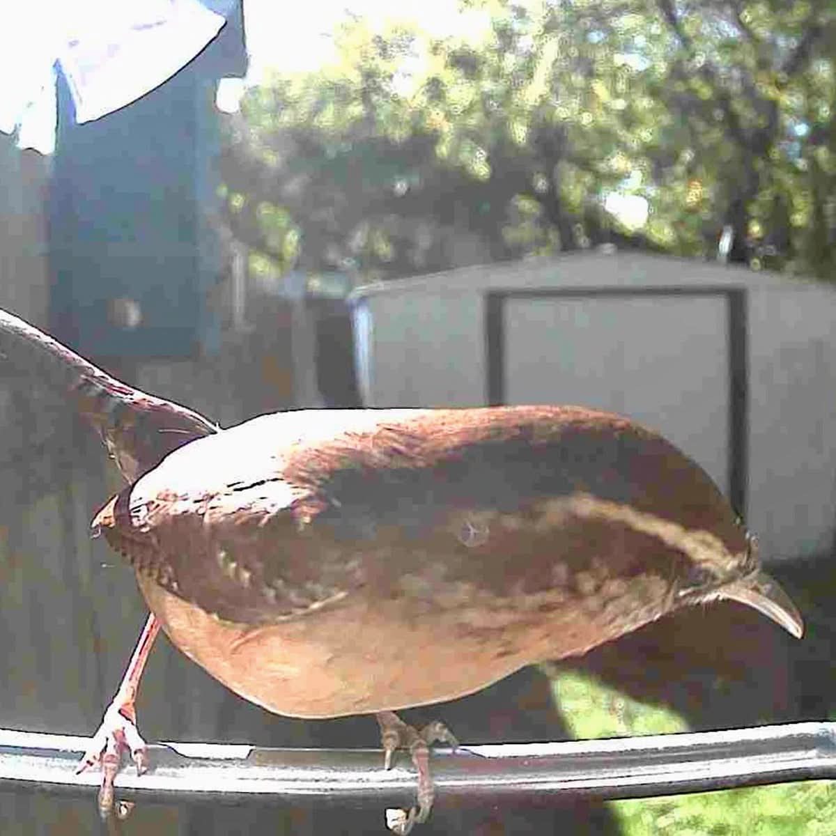Outdoor Bird Feeder Camera Solar-Powered AI Bird ID - Image 14